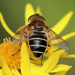 EOS 90D Peter Harriman 11 33 24 18724 stripeFacedDroneFly dpp