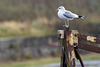 Herring Gull