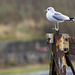 Herring Gull