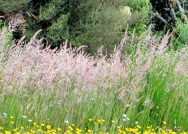 Feathery Grass.