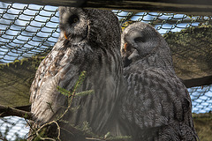 20160306 0287VRAw [D~BI] Bartkauz (Strix nebulosa), Tierpark Olderdissen, Bielefeld