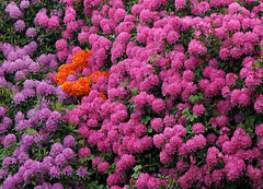 Ein Meer aus Blüten