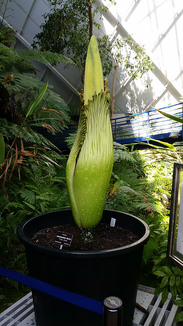 Titan arum