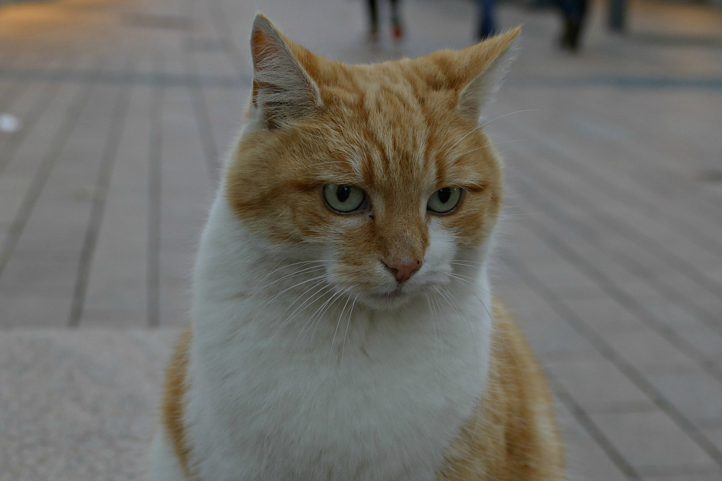 Weinheimer Wonnekatze