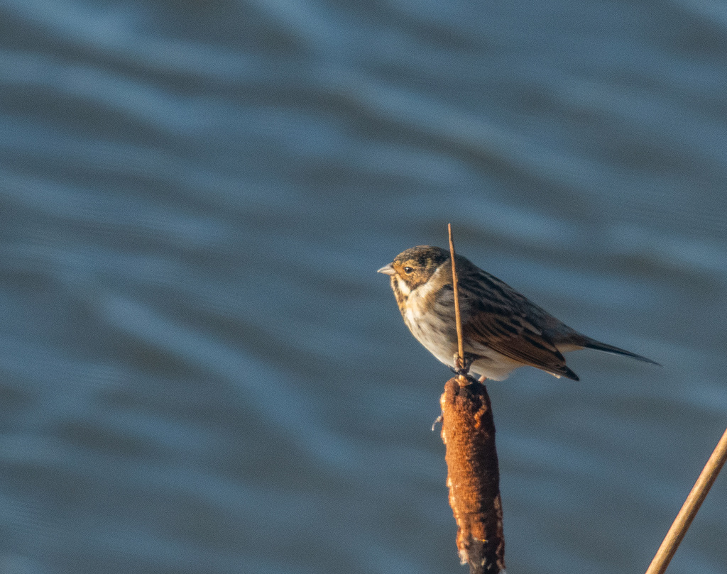 Reed bunting