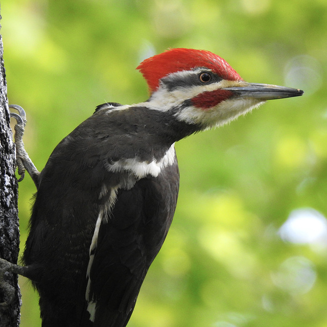 Pileated Woodpecker