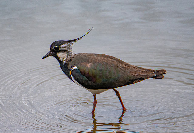 Lapwing