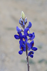 Bluebonnets