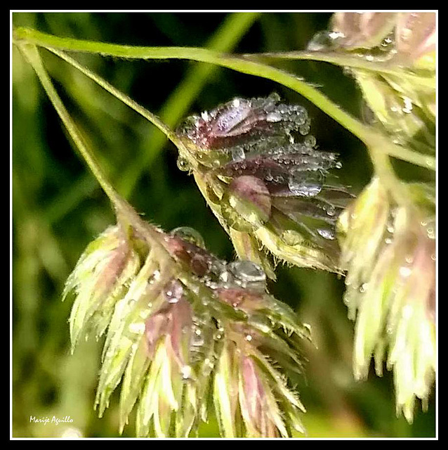 Gotas de lluvia