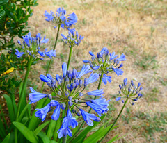 Bleu... comme un ciel d'été !