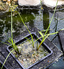 20210609 0799CPw [D~LIP] Blumenbinse (Butomua umbellatus), Bad Salzuflen