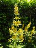 20210627 1171CPw [D~LIP] Punktierter Gilbweiderich (Lysimachia punctata), Bad Salzuflen