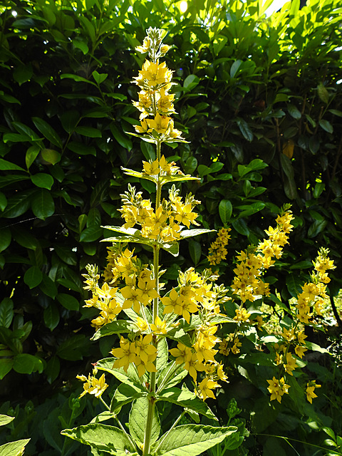 20210627 1171CPw [D~LIP] Punktierter Gilbweiderich (Lysimachia punctata), Bad Salzuflen
