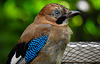 20210705 1318CPw [D~LIP] Eichelhäher (Garrulus glandarius), Bad Salzuflen