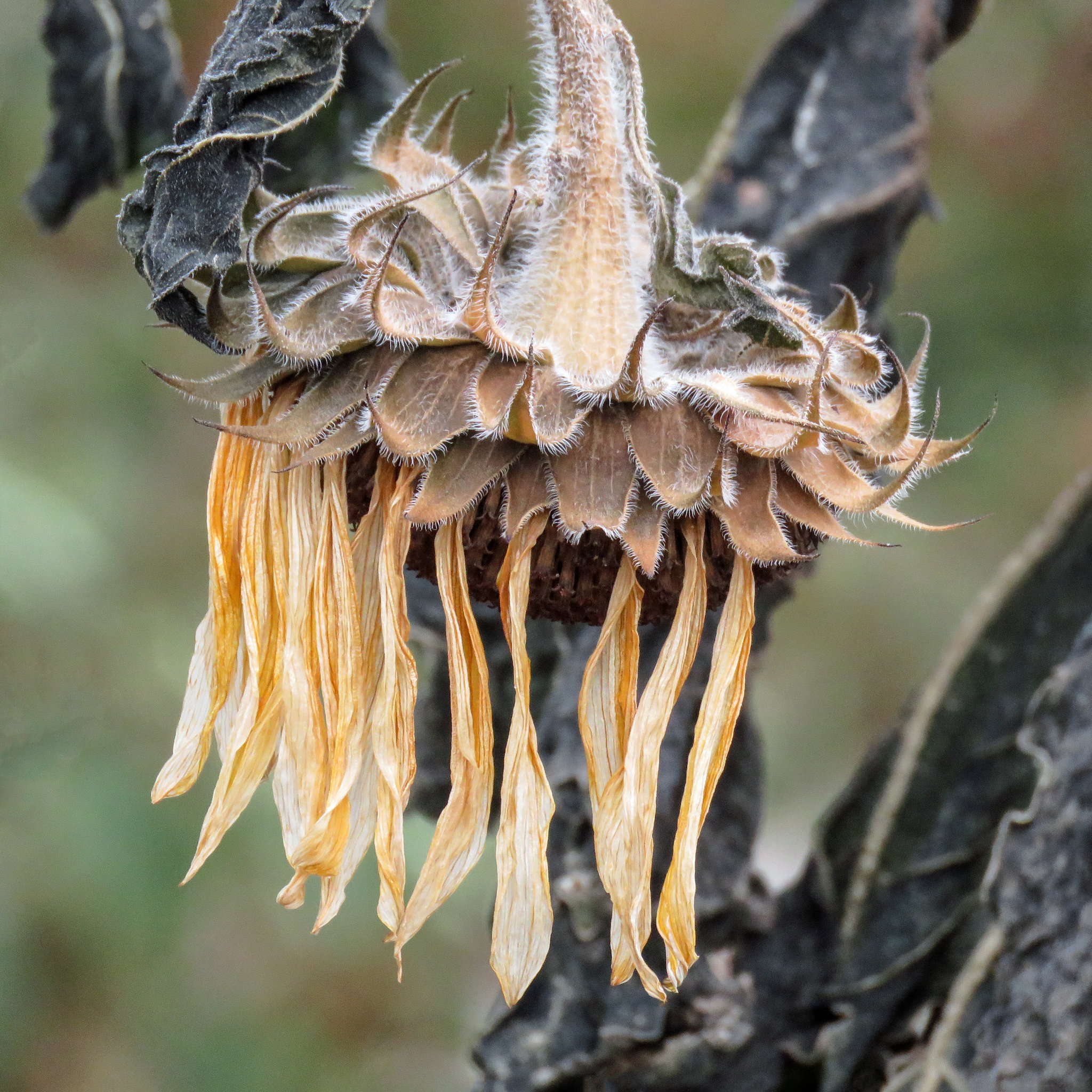 The sunflower droop