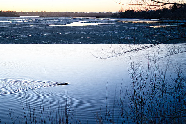 beaver in open water