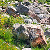 Welcome By A Marmot (2)