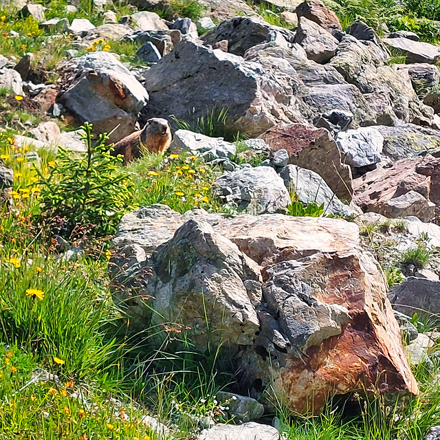 Welcome By A Marmot (2)