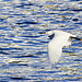 Little Egret