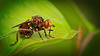 Die Gemeine Breitstirnblasenkopffliege (Sicus ferrugineus) aus der Nähe :)) The common broad-headed blister fly (Sicus ferrugineus) up close :)) La mouche vésiculeuse à tête large (Sicus ferrugineus) vue de près :))