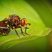 Die Gemeine Breitstirnblasenkopffliege (Sicus ferrugineus) aus der Nähe :)) The common broad-headed blister fly (Sicus ferrugineus) up close :)) La mouche vésiculeuse à tête large (Sicus ferrugineus) vue de près :))