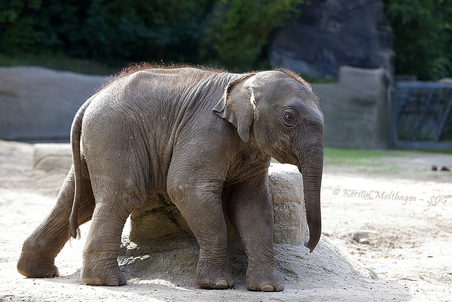 Babyfant Anjuli (Hagenbeck)