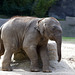 Babyfant Anjuli (Hagenbeck)