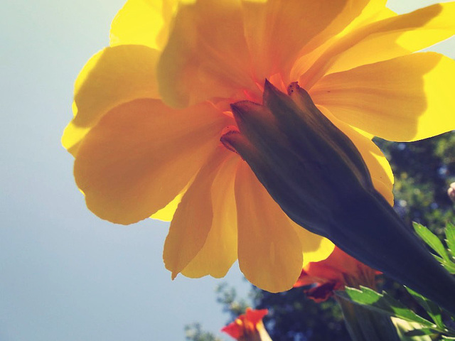 Yellow tutu