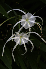 Spider Lilies