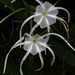 Spider Lilies