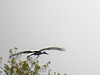 20170409 0419CPw [D~PB] Weißstorch (Ciconia ciconia), Steinhorster Becken, Delbrück