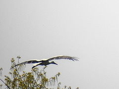 20170409 0419CPw [D~PB] Weißstorch (Ciconia ciconia), Steinhorster Becken, Delbrück