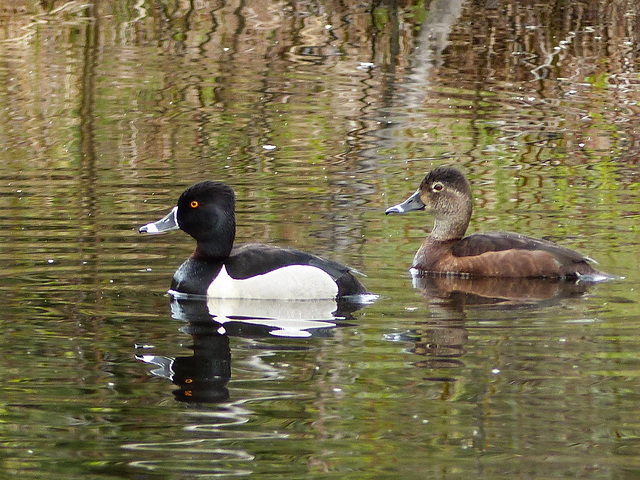 Ring-necked Duck pair