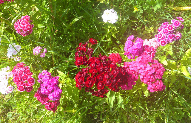 Bartnelken in meinem Garten - diantoj en mia ĝardeno