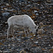 Svalbard, North Isfjørden Coast, Caribou