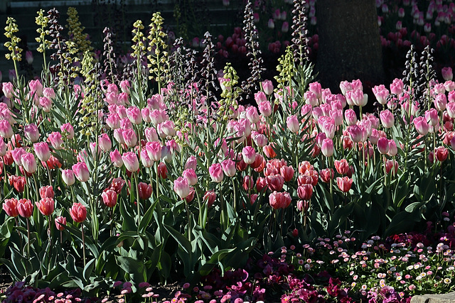 Meersburg - Frühlingsboten