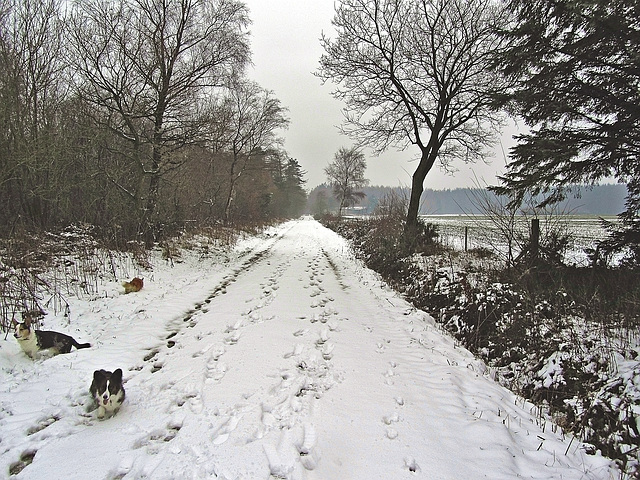 Out for a winter walk 1 (HFF everyone)