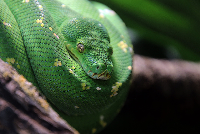 Un python en habit vert