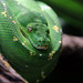 Un python en habit vert