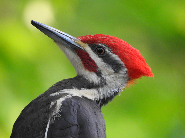 Pileated Woodpecker