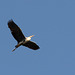 Киев, Цапля в полете над островом Ольгин / Kiev, Heron in flight over Olghin Island