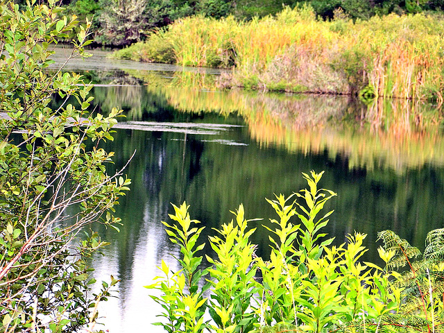 Reflections In Lake Maraetai