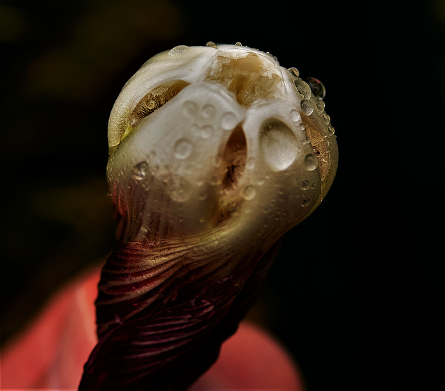 Hollyhox Bud