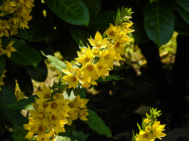 20210627 1172CPw [D~LIP] Punktierter Gilbweiderich (Lysimachia punctata), Bad Salzuflen