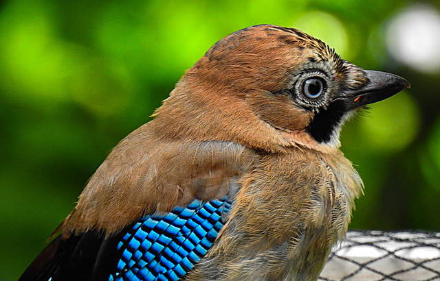 20210705 1319CPw [D~LIP] Eichelhäher (Garrulus glandarius), Bad Salzuflen