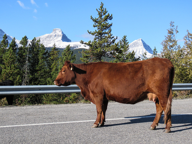 Warning - cattle on the road