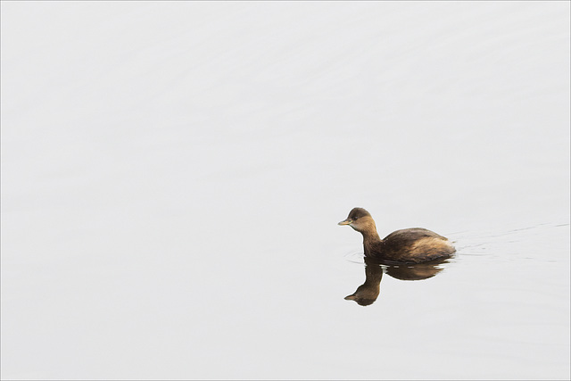 Little Grebe