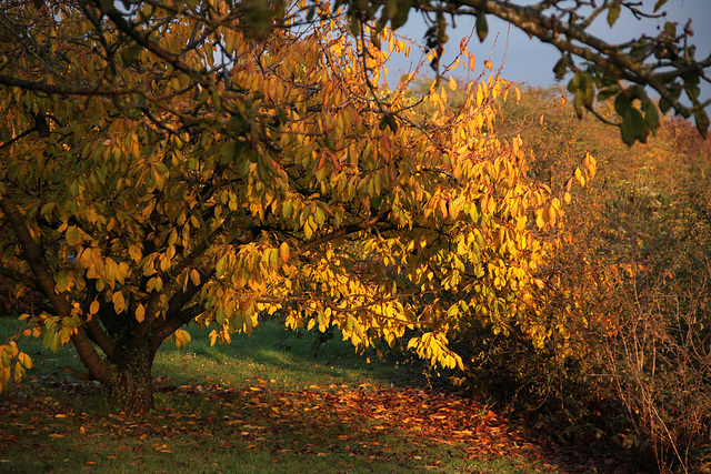 quand le soleil attrappe les feuilles