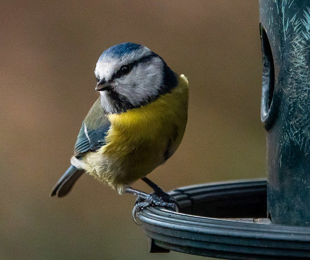 Blue tit