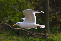 EF7A3597 Seagullv2